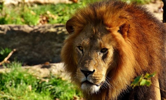 猫アレルギーだけど動物園に行って大丈夫?ライオンや虎は?