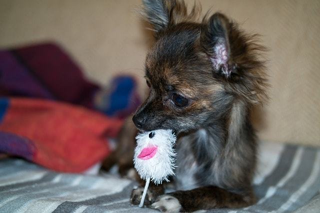 犬の腸閉塞とはどんな病気?