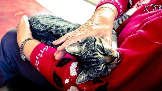 負荷試験による猫アレルギー検査