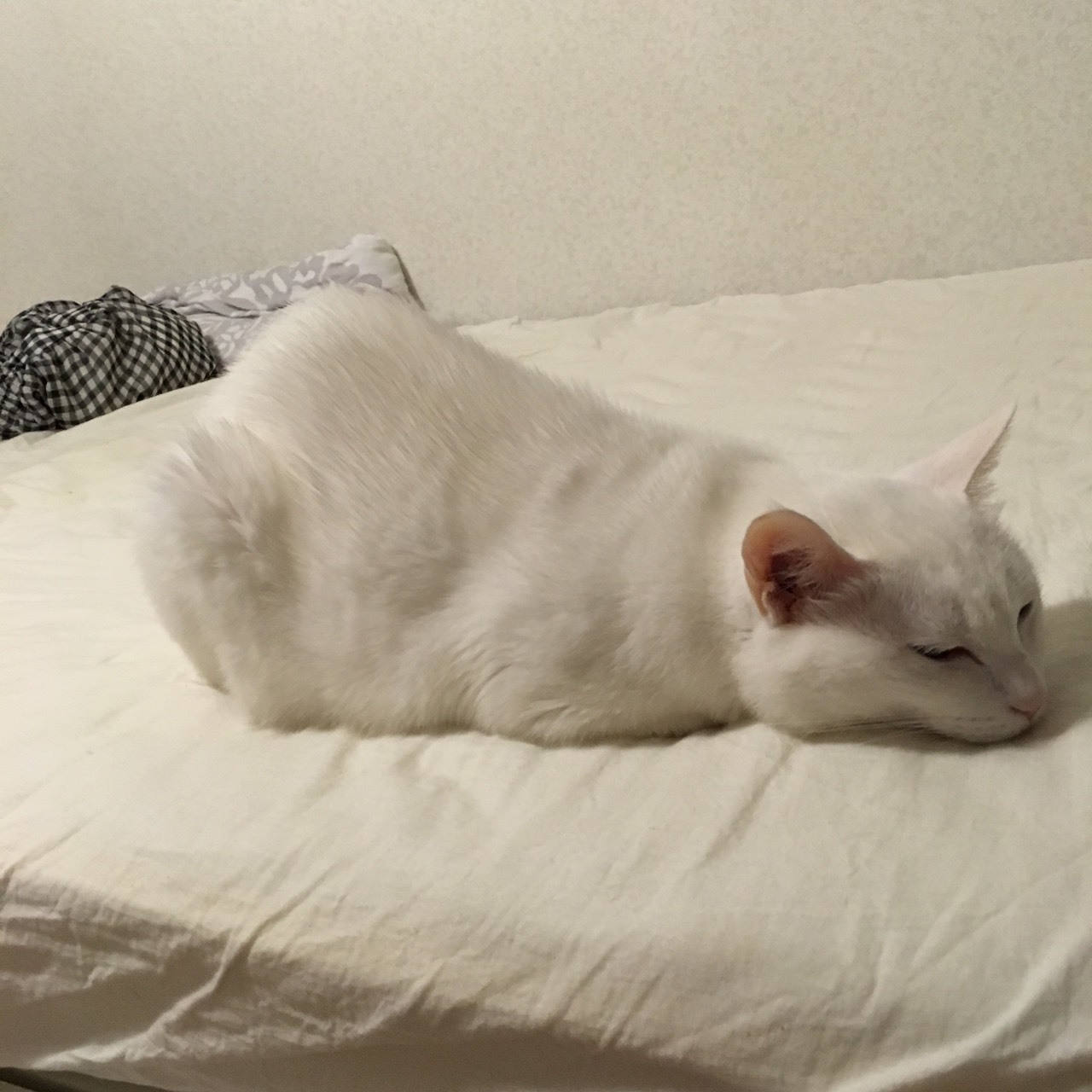 猫は生後1年で大人に。