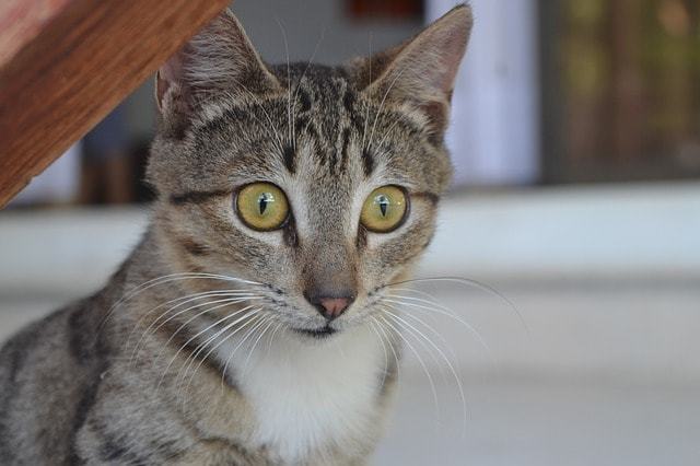 猫アレルギーの主症状
