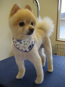 柴犬風のカットがよく似合うポメラニアン!