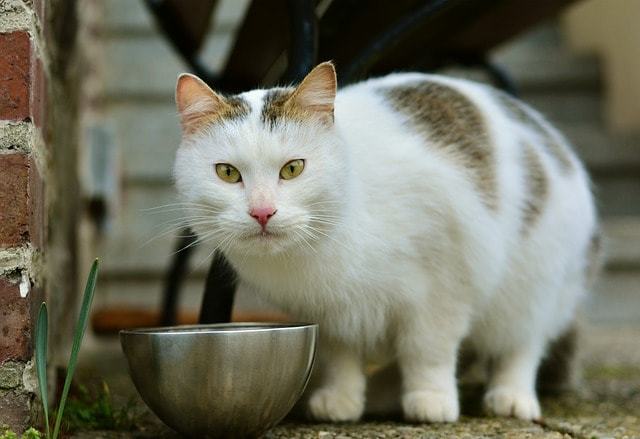 猫アレルギーの主要な原因は何なのかを知る