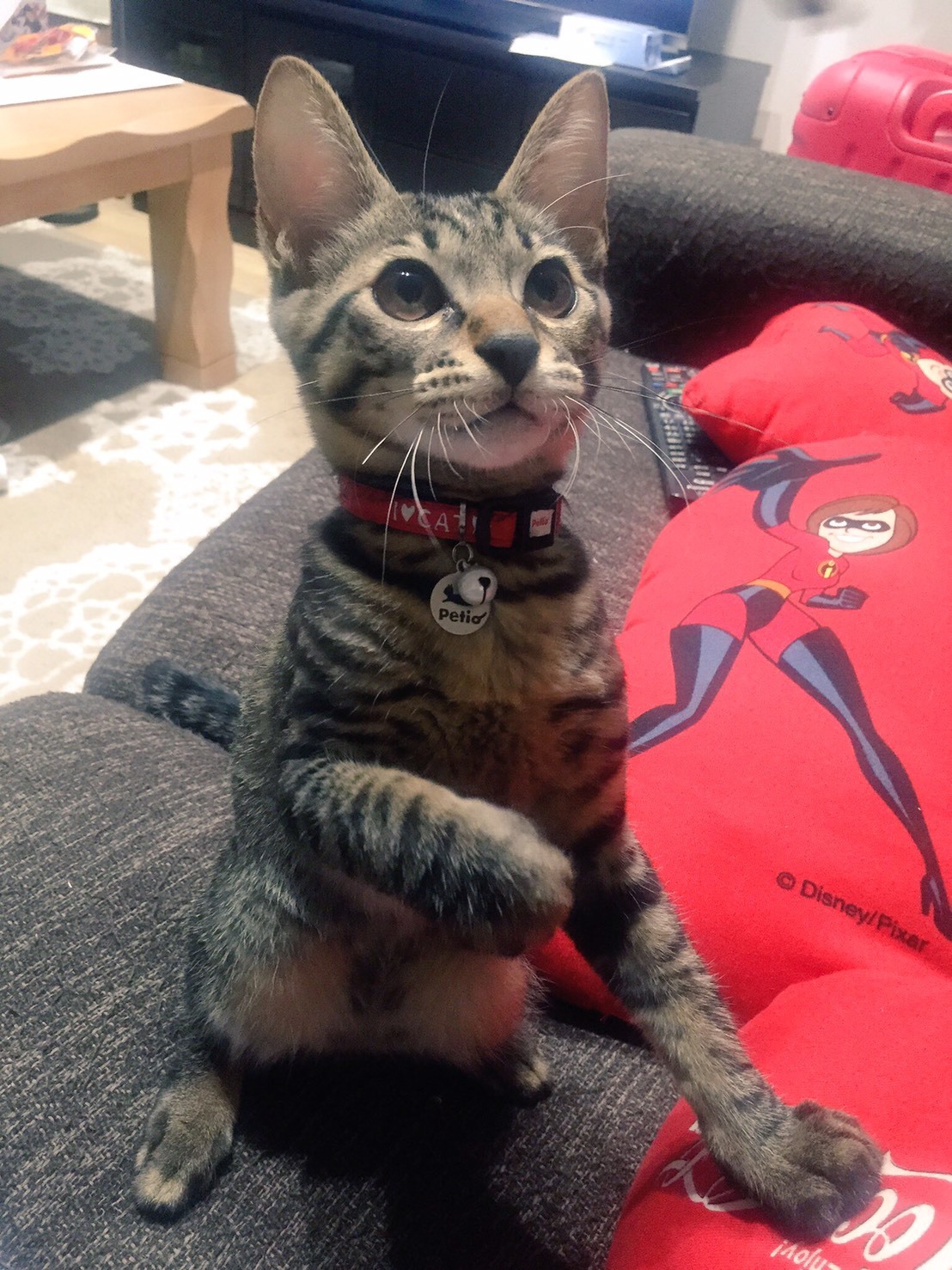 猫が子猫と呼ばれる幼猫期は短い