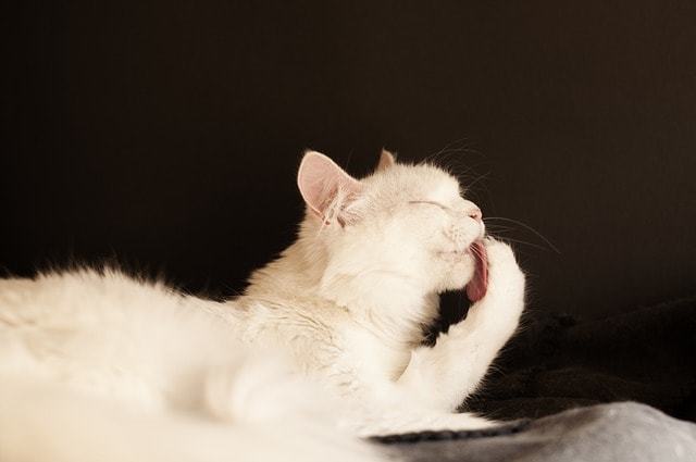 猫アレルギーの原因であるアレルゲンは8種類のタンパク質