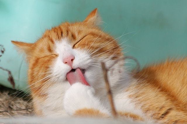 猫アレルギーの原因は体毛、皮膚中に存在するタンパク質および唾液