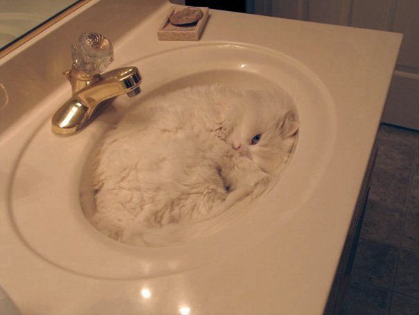 cats are liquid,ねこは液体