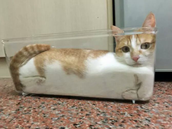 cats are liquid