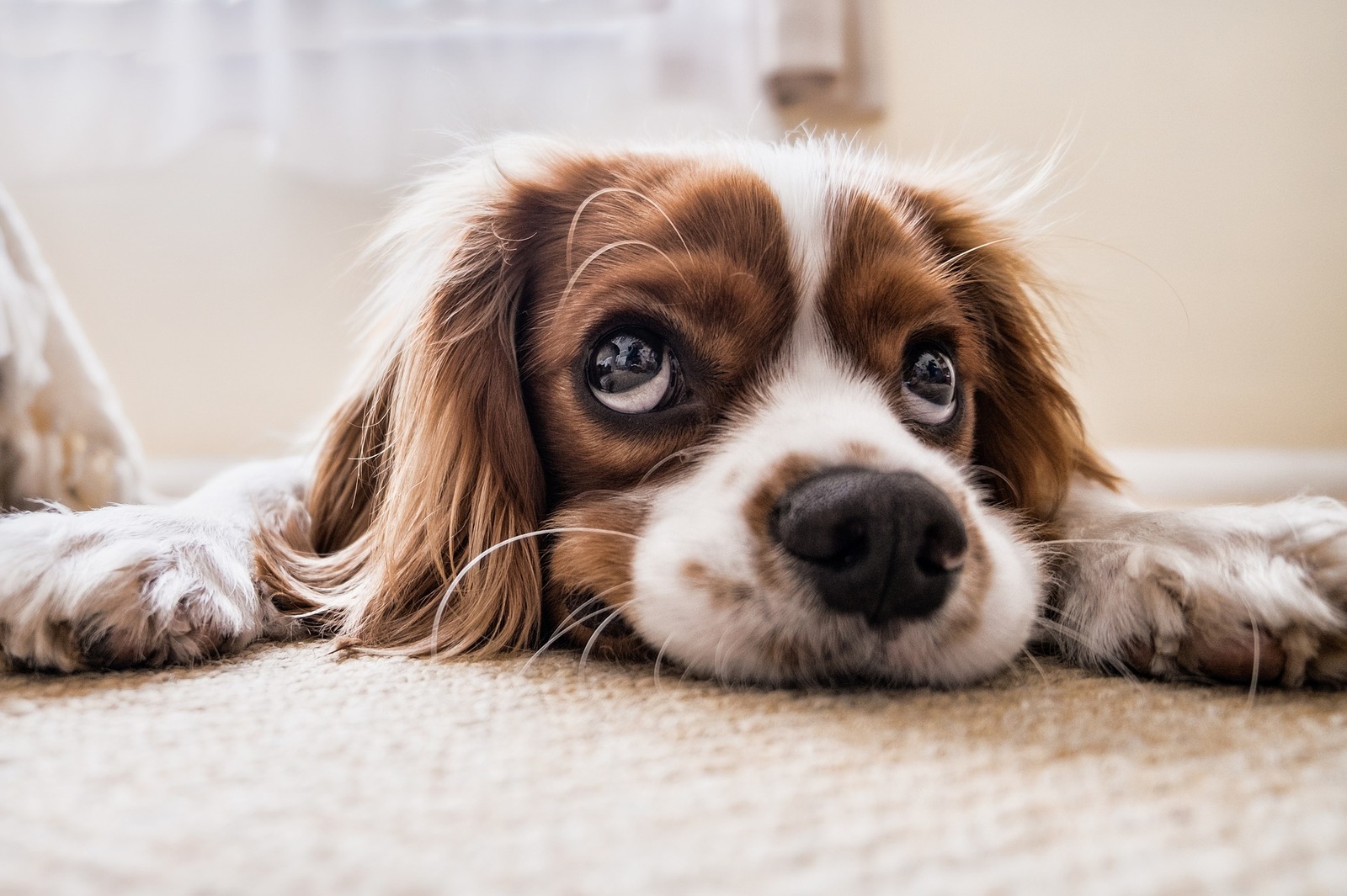 犬が目薬を嫌がる ワンちゃんに嫌がられないための目薬の差し方がある ペットと人と人をむすぶメディア Petribbon ペットリボン