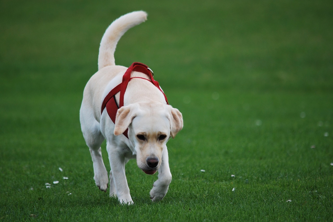 愛犬のストレスは大丈夫 ストレスチェックとストレス発散方法 ペットと人と人をむすぶメディア Petribbon ペットリボン