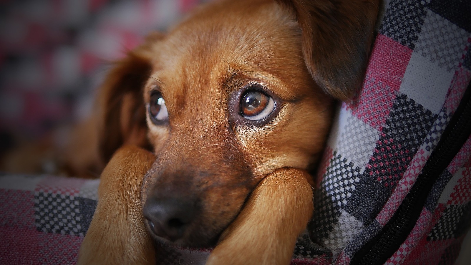 犬も結膜炎になるの 実はワンちゃんもかかる結膜炎の対策法まとめ ペットと人と人をむすぶメディア Petribbon ペットリボン