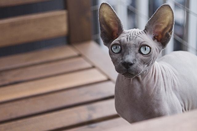 猫アレルギーでも飼いやすい猫「スフィンクス」