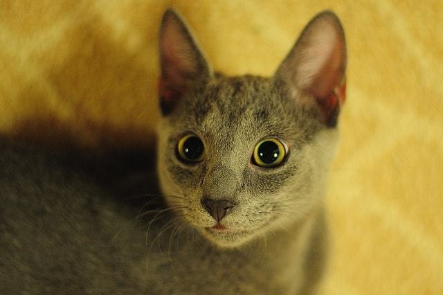 猫アレルギーが出にくい猫、ロシアンブルー