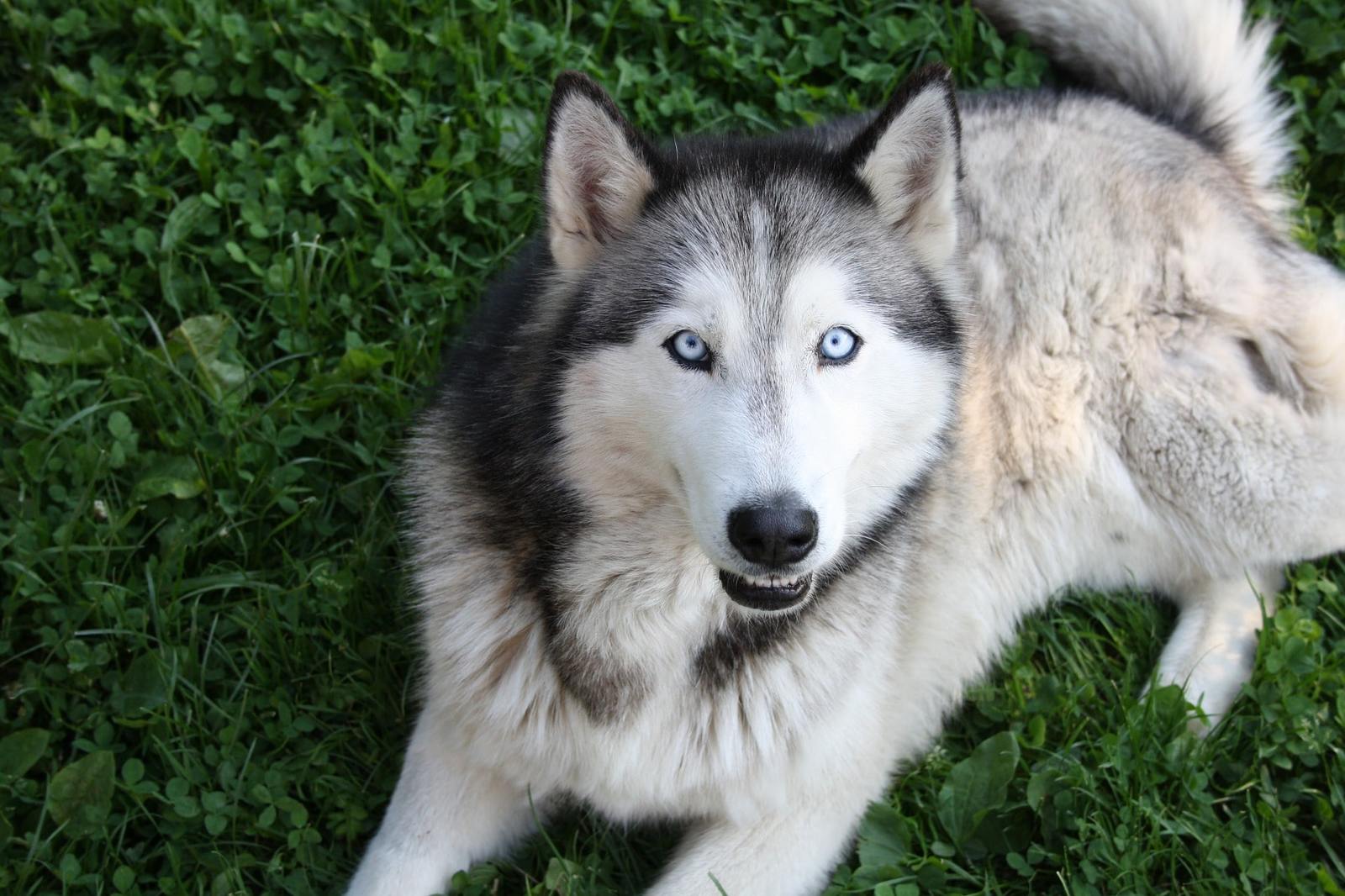 シベリアン ハスキー犬ってどんな犬 知っておきたい基礎知識 ペットと人と人をむすぶメディア Petribbon ペットリボン
