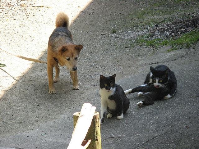 犬猫アレルギーの症状は何科に行く 動物アレルギーの検査方法や費用 検査結果の数値の見かた ペットと人と人をむすぶメディア Petribbon ペットリボン