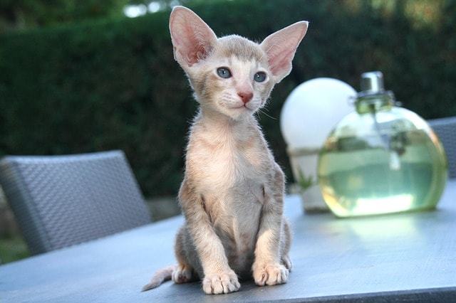 猫アレルギーでも大丈夫な猫とされる、オリエンタル・ショートヘア