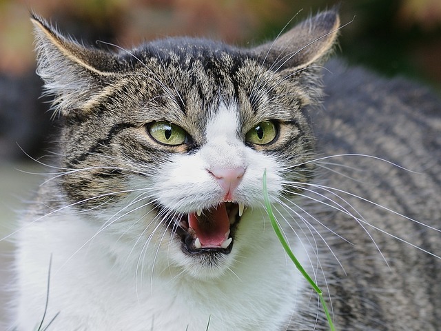 一体猫はどんな気持ちなの？？鳴き声・鳴き方で変わる猫の気持ち 