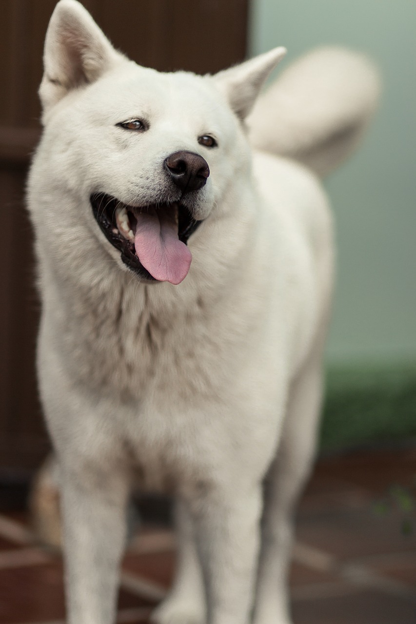 秋田犬ってどんな犬 知っておきたい基礎知識 歴史 性格 かかりやすい病気 生体図鑑 ペットと人と人をむすぶメディア Petribbon ペットリボン