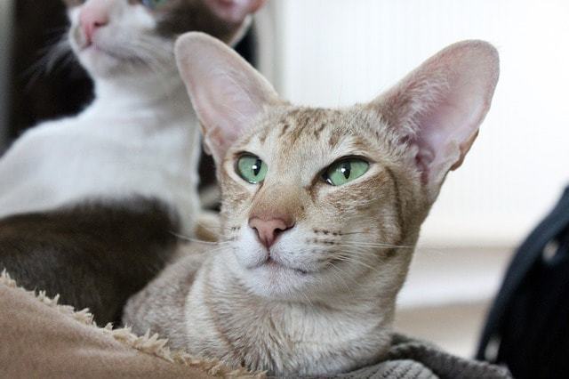 猫アレルギーの原因は、糖タンパク質