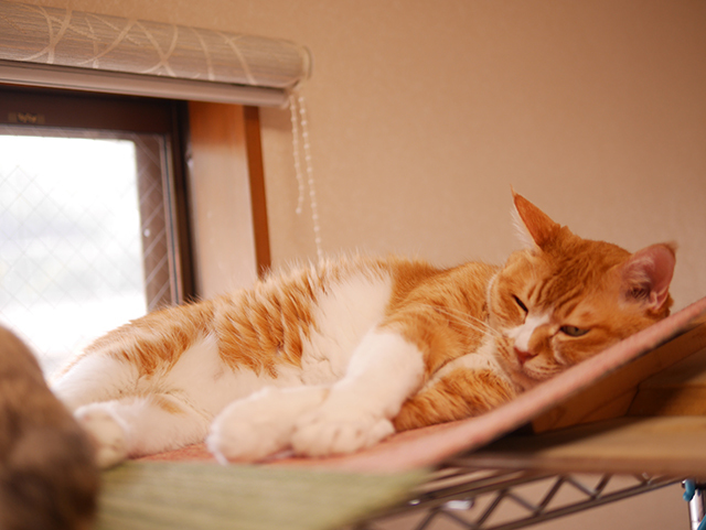 ※猫屋敷たまこ様※新品 楽天市場】【新品】1週間以内発送 Original Tamagotchi 招き猫