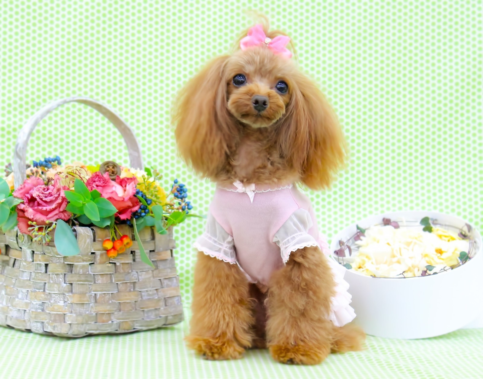 トイプードルの生体図鑑 ペットと人と人をむすぶメディア Petribbon ペットリボン