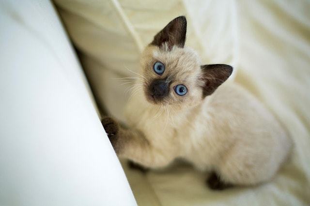 猫アレルギーの原因物質、アレルゲンが出にくい猫種 シャム