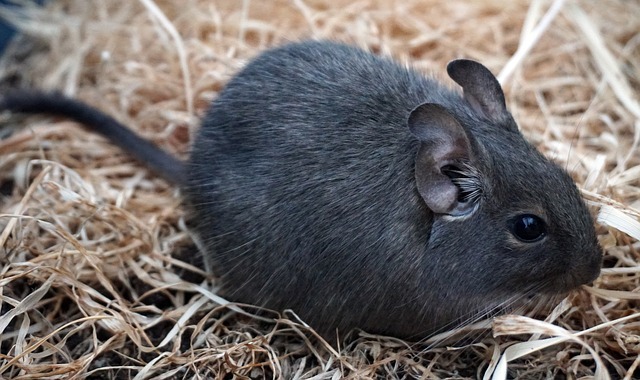 デグーを初めて飼う人にオススメのケージ！｜ペットと人と人をむすぶメディア「petRibbon - ペットリボン -」