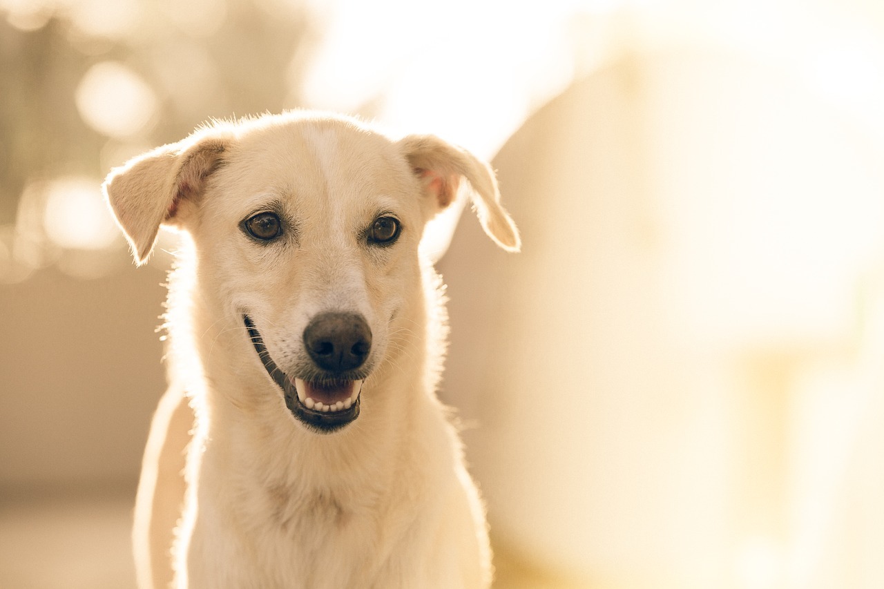 犬の手作りフードを作る前にちょっと待った 犬の食事事情をしっかりとおさらいしておきましょう ペットと人と人をむすぶメディア Petribbon ペットリボン