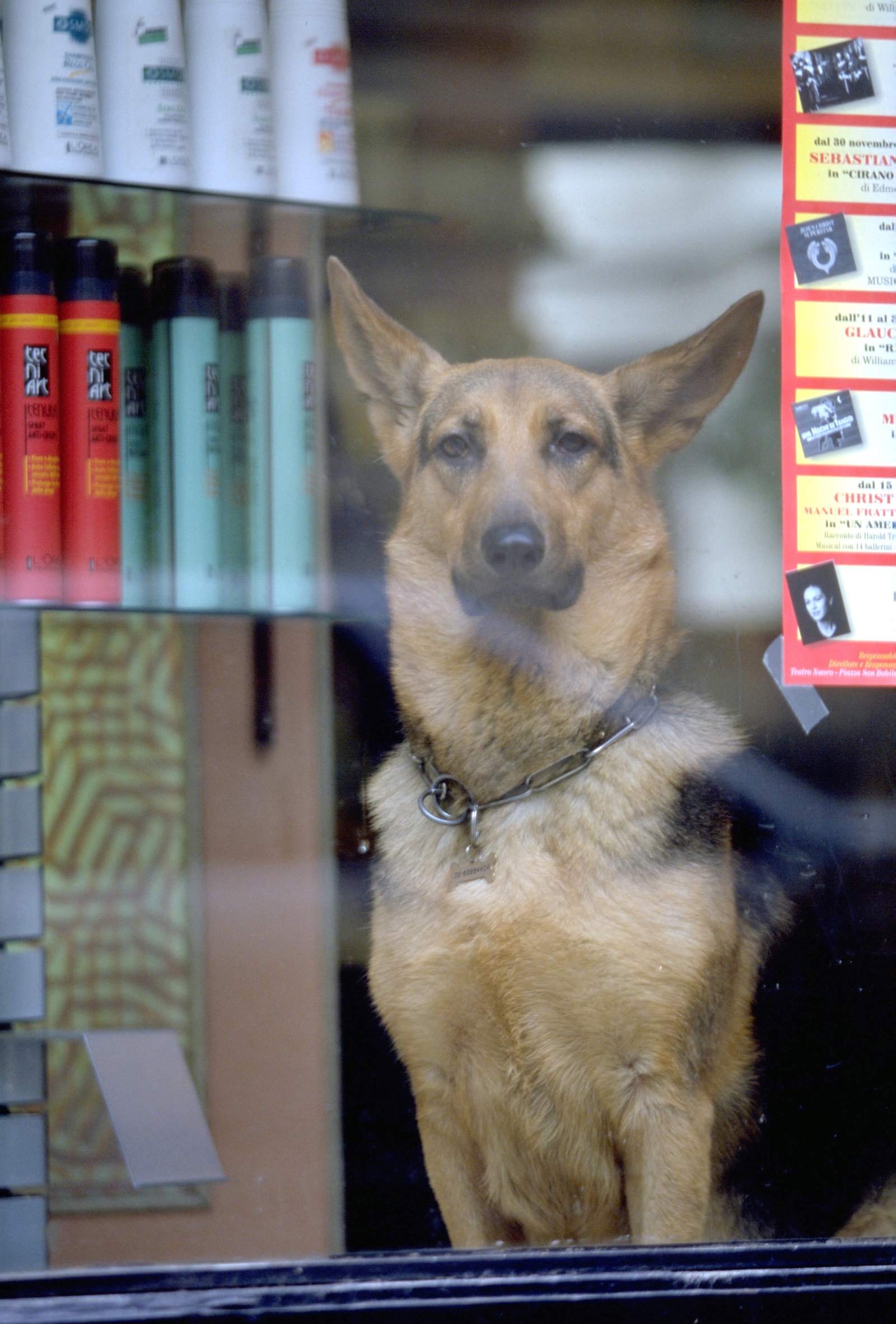 留守番中の犬のしつけ方法 ペットと人と人をむすぶメディア Petribbon ペットリボン