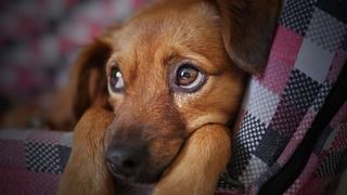 老犬になると起こす問題行動 老犬のサインを早めにみつけて介護の準備を ペットと人と人をむすぶメディア Petribbon ペットリボン