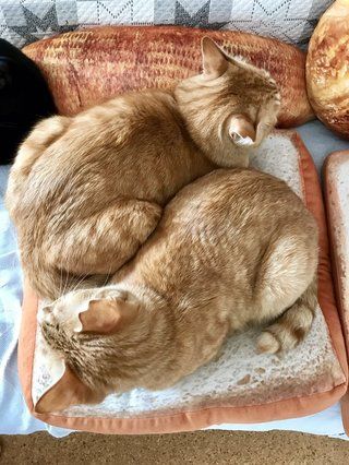 画像 猫をダメにする パンクッション にハマった猫のダメっぷりが可愛い ペットと人と人をむすぶメディア Petribbon ペットリボン