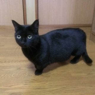 マンチカンの性格や飼い方。歴史やかかりやすい病気・治療・予防生体 