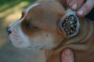閲覧注意 犬の体に大量発生したダニたち 対処法 予防法 ペットと人と人をむすぶメディア Petribbon ペットリボン