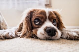 犬が目薬を嫌がる…ワンちゃんに嫌がられないための目薬の差し方がある？