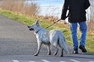 犬のオスの去勢手術によるメリットとデメリット 手術時期 費用 保険適用はされる ペットと人と人をむすぶメディア Petribbon ペットリボン