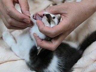 苦戦 猫に薬を飲んでもらうコツを薬の種類ごとに紹介します ペットと人と人をむすぶメディア Petribbon ペットリボン