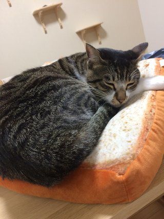 画像 猫をダメにする パンクッション にハマった猫のダメっぷりが可愛い ペットと人と人をむすぶメディア Petribbon ペットリボン