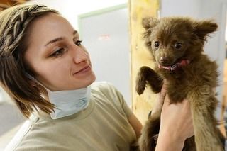 子犬たちを狙う 死亡率の高い 犬パルボウイルス感染症 の症状や原因 家庭での消毒方法 ペットと人と人をむすぶメディア Petribbon ペットリボン