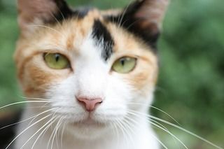猫風邪ってどんな病気？猫ウイルス性鼻気管炎・猫カリシウイルス感染症 