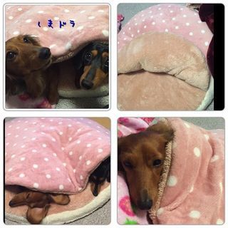 今話題の しまホイ 犬をダメにするクッションの季節が今年もやってきました ペットと人と人をむすぶメディア Petribbon ペットリボン