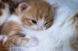 愛猫がふみふみと毛布などをマッサージしている2つの理由とは ペットと人と人をむすぶメディア Petribbon ペットリボン
