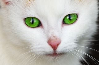 猫の目の病気事典！猫の目の異変は何の病気のサイン？？