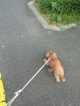犬の散歩中にあると便利なグッズを紹介します！！