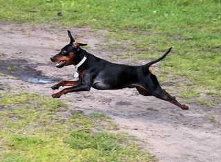 ミニチュアピンシャーってどんな犬 知っておきたい基礎知識 生体 しつけ 性格 歴史 育て方 かかりやすい病気 生体図鑑 ペットと人と人をむすぶメディア Petribbon ペットリボン