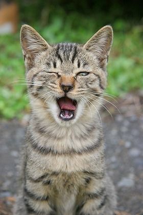 不思議！！猫が虫歯にならないのはなぜ？！