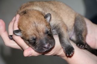 誤飲をあまくみてはいけない 犬の腸閉塞についての症状や原因 手術の費用について ペットと人と人をむすぶメディア Petribbon ペットリボン