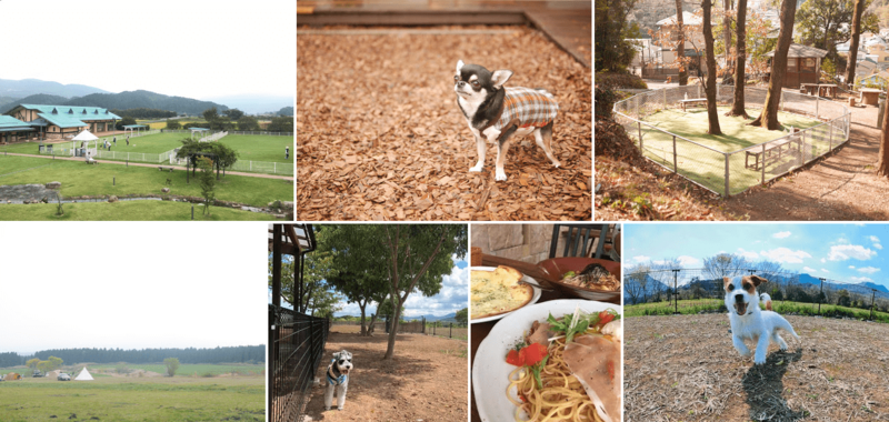 大分県の犬カフェ・ドッグカフェ全90件中おすすめ９選！ドッグラン併設、ドッグメニューありなどワンコ連れに人気のレストランやカフェ。