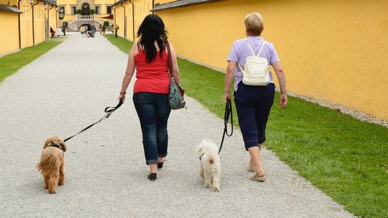 犬　散歩　女の人