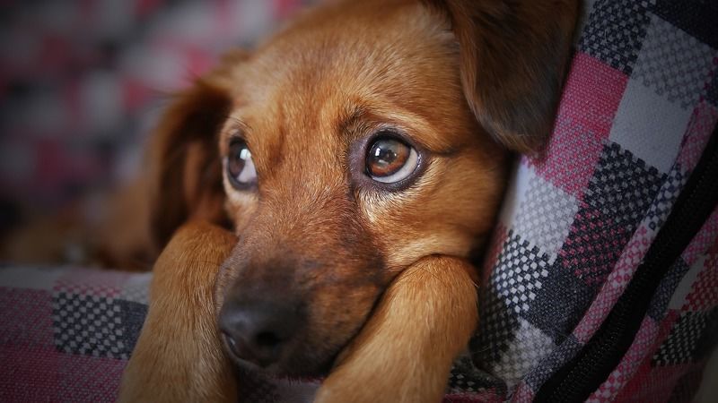 犬も結膜炎になるの！？実はワンちゃんもかかる結膜炎の対策法まとめ！