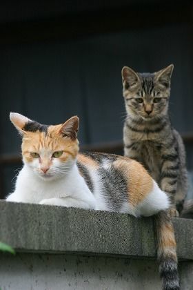 三毛猫　猫　キジ猫
